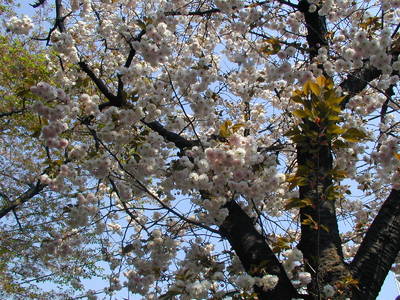P1010006.JPG