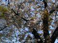 P1010006s.jpg