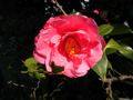 P1010009s.jpg
