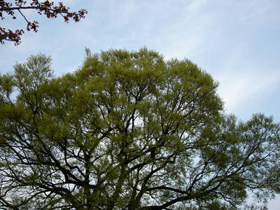 P1090219.jpg