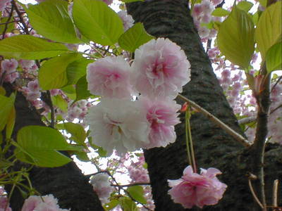 DSC00012-6.JPG
