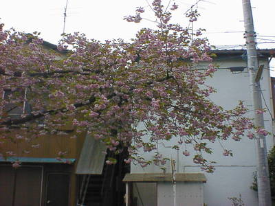 DSC00016-4.JPG