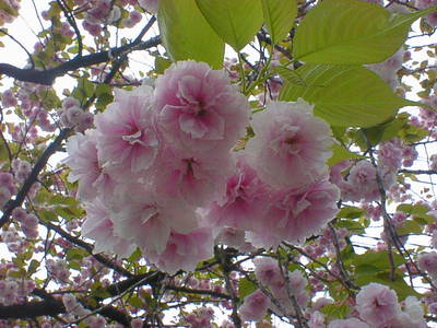 DSC00017-3.JPG