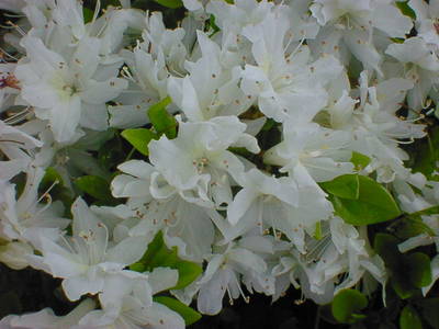 DSC00018-2.JPG