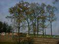 DSCF0007-05s.jpg