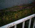 IMG_0003s.jpg