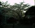 IMG_0007s.jpg