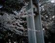 IMG_0008ss.jpg