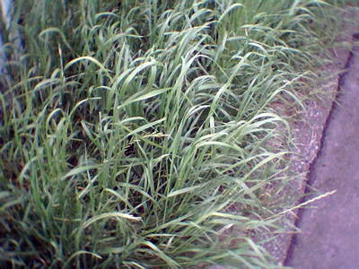 Photo013-5.jpg