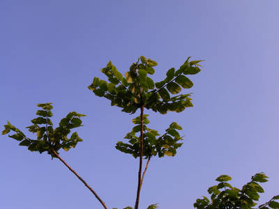R0010193.jpg