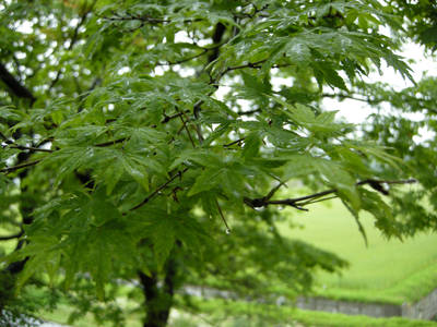 DSCN0130.jpg