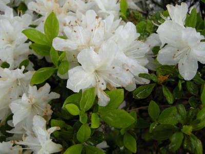 DSCN0133.jpg