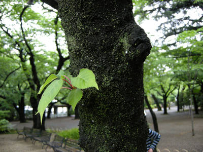 DSCN0239.jpg