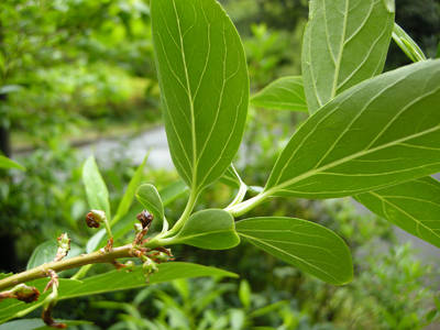 DSCN0370.jpg