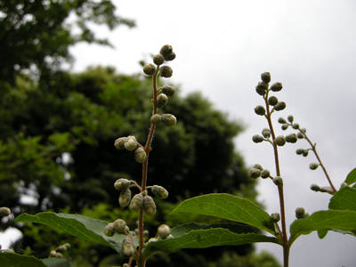 DSCN0372.jpg