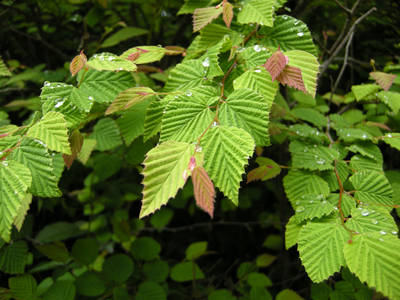DSCN0378.jpg
