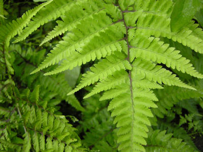 DSCN0392.jpg