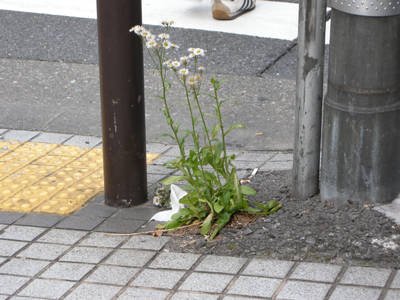 DSCN0458.jpg
