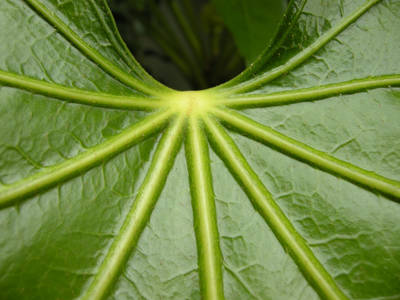 DSCN0725.jpg