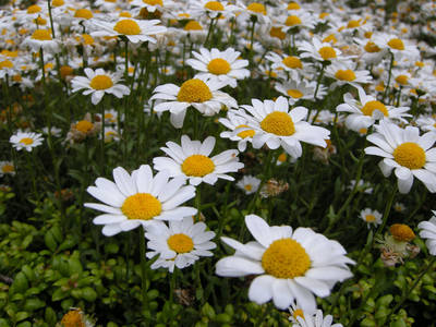 DSCN0736.jpg