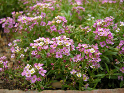 DSCN0741.jpg