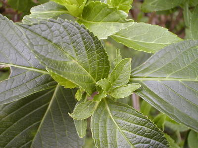 P1010003.JPG