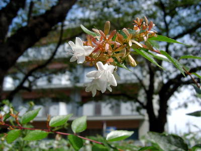 SANY1005.JPG