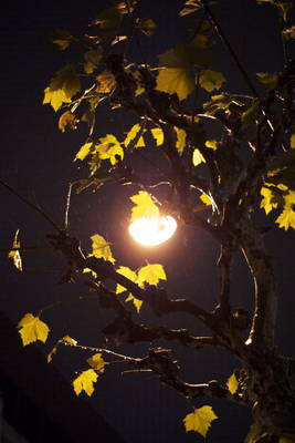 DSC00206.jpg