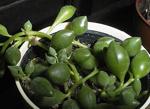 4154862996_c892d4456a.jpg